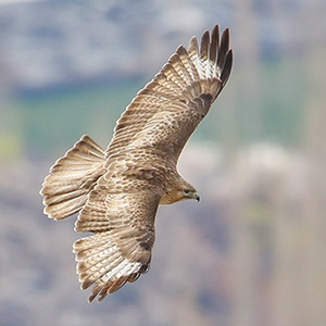 Himalayan Buzzard